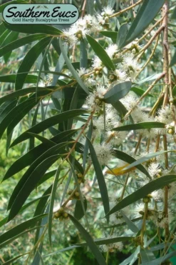 Funky Monkey Cold Hardy Eucalyptus Tree (Eucalyptus Parvula) - 3 Gallon Pot