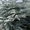 Bluey Cold Hardy Eucalyptus Tree (Eucalyptus Pulverulenta) - 5 Gallon Pot
