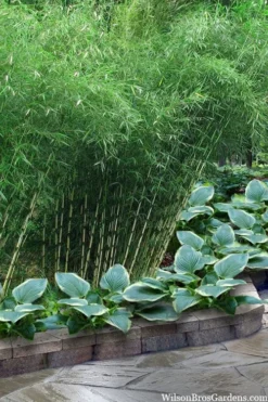 Robust Bamboo - Fargesia Robusta - 1 Gallon Pot -Outlet Leaf Echoes Store fargesia robusta robust clumping bamboo 103
