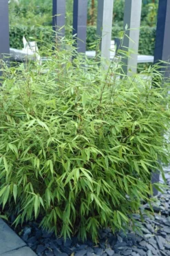 Sunset Glow Clumping Bamboo (Fargesia Rufa) - 3 Gallon Pot -Outlet Leaf Echoes Store fargesia rufa sunset glow clumping bamboo 1