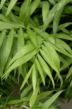Sunset Glow Clumping Bamboo (Fargesia Rufa) - 3 Gallon Pot -Outlet Leaf Echoes Store fargesia rufa sunset glow clumping bamboo 2