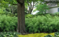 Sunset Glow Clumping Bamboo (Fargesia Rufa) - 3 Gallon Pot -Outlet Leaf Echoes Store fargesia rufa sunset glow clumping bamboo 9