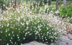 Whirling Butterflies Gaura - 1 Gallon Pot -Outlet Leaf Echoes Store gaura lindheimeri whirling butterflies wandflower 6