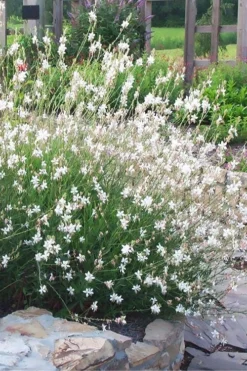 Whirling Butterflies Gaura - 1 Gallon Pot -Outlet Leaf Echoes Store gaura lindheimeri whirling butterflies wandflower 7