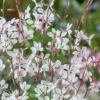 Whirling Butterflies Gaura - 1 Gallon Pot