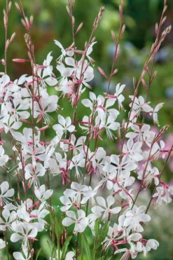Whirling Butterflies Gaura - 1 Gallon Pot