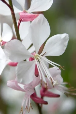 Whirling Butterflies Gaura - 1 Gallon Pot -Outlet Leaf Echoes Store gaura lindheimeri whirling butterflies wandflower 9