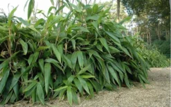 Giant Leaf Bamboo - Indocalamus Tessellatus - 3 Gallon Pot -Outlet Leaf Echoes Store giant leaf bamboo