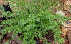 Pixwell Gooseberry (Currant) - 1 Gallon Pot -Outlet Leaf Echoes Store gooseberry pixwell 14