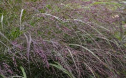 Prairie Winds Apache Rose Switchgrass (Panicum) - 1 Gallon Pot -Outlet Leaf Echoes Store grass switch prairie rose 800x500 1