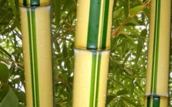 Gold Vivax Giant Timber Bamboo (Green Stripe Bamboo) - Phyllostachys Vivax 'Aureocaulis' - 3 Gallon Pot (2-4') 9 Gold Vivax Giant Timber Bamboo (Green Stripe Bamboo) - Phyllostachys Vivax 'Aureocaulis' - 3 Gallon Pot (2-4') -Outlet Leaf Echoes Store green stripe vivax bamboo