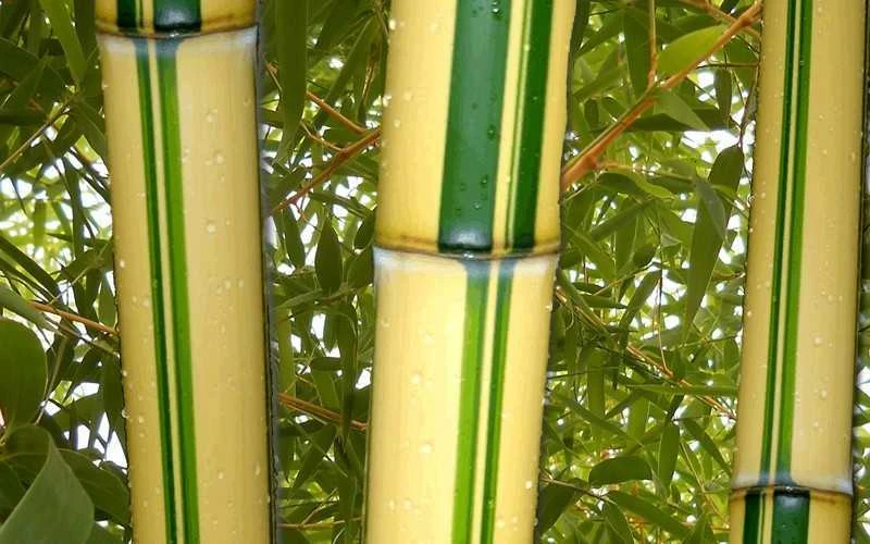 Gold Vivax Giant Timber Bamboo (Green Stripe Bamboo) - Phyllostachys Vivax 'Aureocaulis' - 3 Gallon Pot (2-4') 4 Gold Vivax Giant Timber Bamboo (Green Stripe Bamboo) - Phyllostachys Vivax 'Aureocaulis' - 3 Gallon Pot (2-4') - Image 4