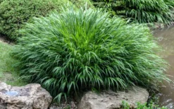 Hakone Japanese Forest Grass (Hakonechloa Macra) - 1 Gallon Pot -Outlet Leaf Echoes Store hakonechloa macra hakone japanese forest grass 4