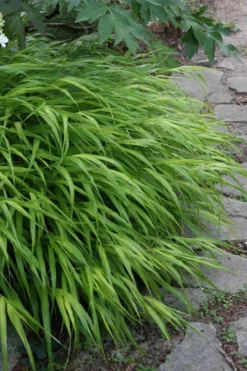 Hakone Japanese Forest Grass (Hakonechloa Macra) - 1 Gallon Pot -Outlet Leaf Echoes Store hakonechloa macra hakone japanese forest grass 5