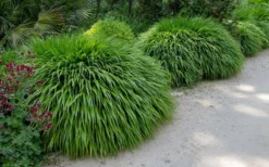 Hakone Japanese Forest Grass (Hakonechloa Macra) - 1 Gallon Pot -Outlet Leaf Echoes Store hakonechloa macra hakone japanese forest grass 8