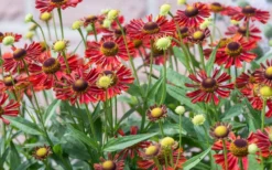 Mariachi 'Siesta' Helen's Flower (Helenium) - 1 Gallon Pot -Outlet Leaf Echoes Store helenium mariachi siesta helens flower 2