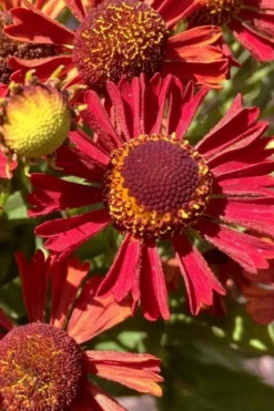 Mariachi 'Siesta' Helen's Flower (Helenium) - 1 Gallon Pot -Outlet Leaf Echoes Store helenium mariachi siesta helens flower 3