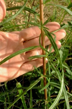Swamp Sunflower (Helianthus Angustifolius) - 6 Pack Of 1 Gallon Pots -Outlet Leaf Echoes Store helianthus angustifolius swamp sunflower 10