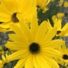 Swamp Sunflower (Helianthus Angustifolius) - 6 Pack Of 1 Gallon Pots