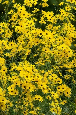 Swamp Sunflower (Helianthus Angustifolius) - 6 Pack Of 1 Gallon Pots -Outlet Leaf Echoes Store helianthus angustifolius swamp sunflower 22