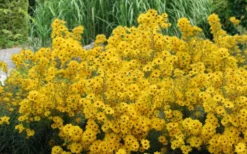 Swamp Sunflower (Helianthus Angustifolius) - 1 Gallon Pot -Outlet Leaf Echoes Store helianthus angustifolius swamp sunflower 23