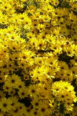 Autumn Gold Willowleaf Sunflower (Helianthus) - 1 Gallon Pot -Outlet Leaf Echoes Store helianthus salicifolius autum gold willowleaf sungflower 4