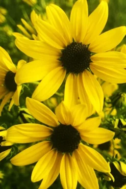 Autumn Gold Willowleaf Sunflower (Helianthus) - 1 Gallon Pot -Outlet Leaf Echoes Store helianthus salicifolius autum gold willowleaf sungflower 9