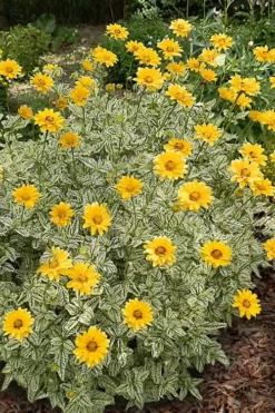 Sunstruck Heliopsis (Perennial Sunflower) - 1 Gallon Pot -Outlet Leaf Echoes Store heliopsis sunstruck perennial sunflower 3