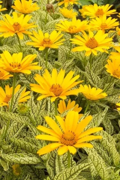 Sunstruck Heliopsis (Perennial Sunflower) - 1 Gallon Pot -Outlet Leaf Echoes Store heliopsis sunstruck perennial sunflower 5