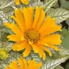Sunstruck Heliopsis (Perennial Sunflower) - 1 Gallon Pot