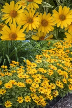 Sunstruck Heliopsis (Perennial Sunflower) - 1 Gallon Pot -Outlet Leaf Echoes Store heliopsis sunstruck perennial sunflower 8