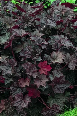 Palace Purple Heuchera (Coral Bells) - 1 Gallon Pot -Outlet Leaf Echoes Store heuchera palace purple 3 500x750 1