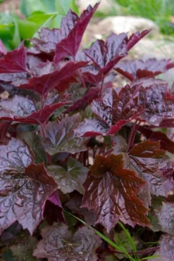 Palace Purple Heuchera (Coral Bells) - 1 Gallon Pot -Outlet Leaf Echoes Store heuchera villosa palace purple coral bells 21