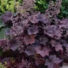 Palace Purple Heuchera (Coral Bells) - 1 Gallon Pot