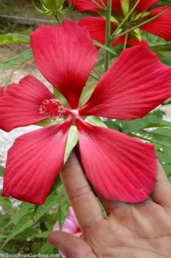 Red Swamp Hardy Hibiscus (Texas Star) - 1 Gallon -Outlet Leaf Echoes Store hibiscus coccineus red swamp texas star 103
