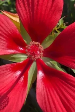 Red Swamp Hardy Hibiscus (Texas Star) - 1 Gallon -Outlet Leaf Echoes Store hibiscus coccineus red swamp texas star 106