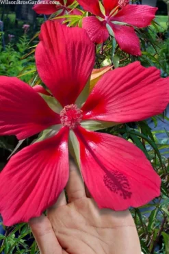 Red Swamp Hardy Hibiscus (Texas Star) - 1 Gallon