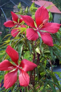 Red Swamp Hardy Hibiscus (Texas Star) - 1 Gallon -Outlet Leaf Echoes Store hibiscus coccineus red swamp texas star 109