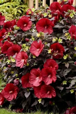 Summerific Holy Grail Hardy Hibiscus (Rose Mallow) - 2 Gallon Pot -Outlet Leaf Echoes Store hibiscus summerific holy grail rose mallow 5