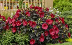 Summerific Holy Grail Hardy Hibiscus (Rose Mallow) - 2 Gallon Pot -Outlet Leaf Echoes Store hibiscus summerific holy grail rose mallow 6