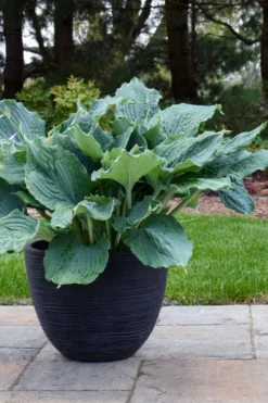 Diamond Lake Hosta Lily - 2 Gallon Pot -Outlet Leaf Echoes Store hosta lily diamond lake 4 1