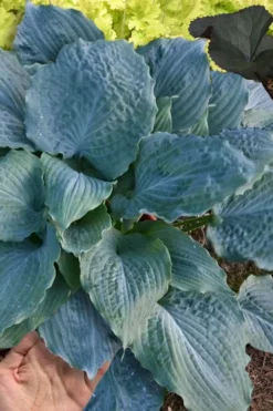 Diamond Lake Hosta Lily - 2 Gallon Pot