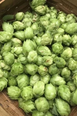 Cascade Hops Vine- 1 Gallon Pot -Outlet Leaf Echoes Store humulus lupulus cascade hops 1