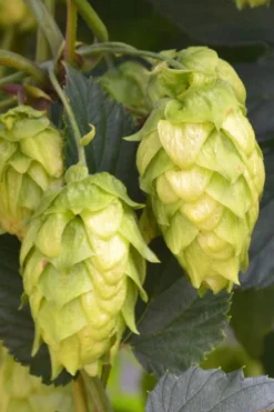 Cascade Hops Vine- 1 Gallon Pot