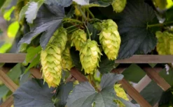 Cascade Hops Vine - 3 Gallon Pot -Outlet Leaf Echoes Store humulus lupulus cascade hops vine 6 1