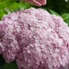 Incrediball Blush Smooth Hydrangea - 3 Gallon Pot