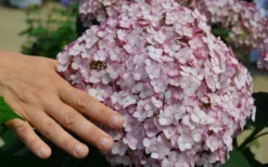Incrediball Blush Smooth Hydrangea - 1 Gallon Pot 8 Incrediball Blush Smooth Hydrangea - 1 Gallon Pot -Outlet Leaf Echoes Store hydrangea arborescens incrediball blush 2