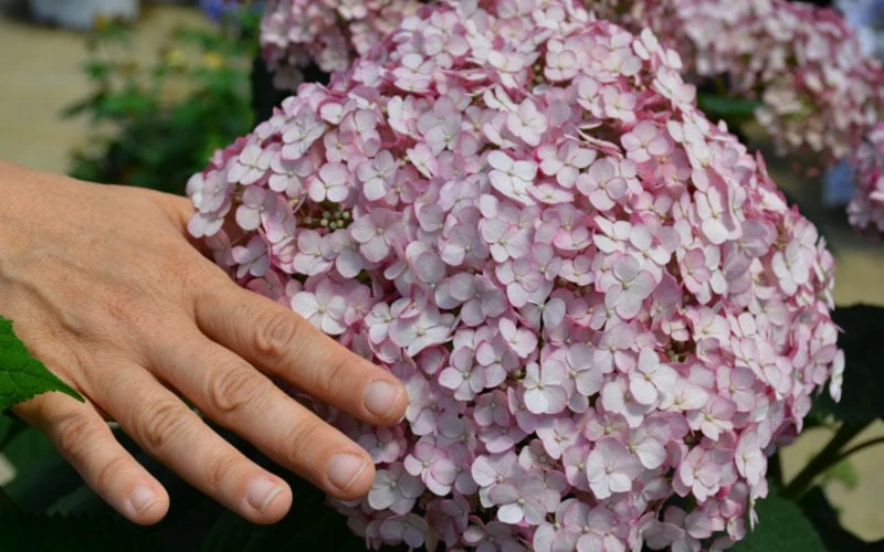 Incrediball Blush Smooth Hydrangea - 1 Gallon Pot 4 Incrediball Blush Smooth Hydrangea - 1 Gallon Pot - Image 4