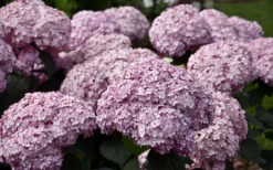 Incrediball Blush Smooth Hydrangea - 1 Gallon Pot 9 Incrediball Blush Smooth Hydrangea - 1 Gallon Pot -Outlet Leaf Echoes Store hydrangea arborescens incrediball blush 3