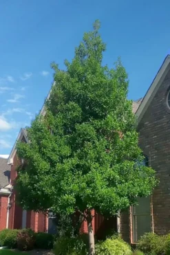 Savannah Holly - 3 Gallon Pot -Outlet Leaf Echoes Store ilex attentuata savannah holly 3